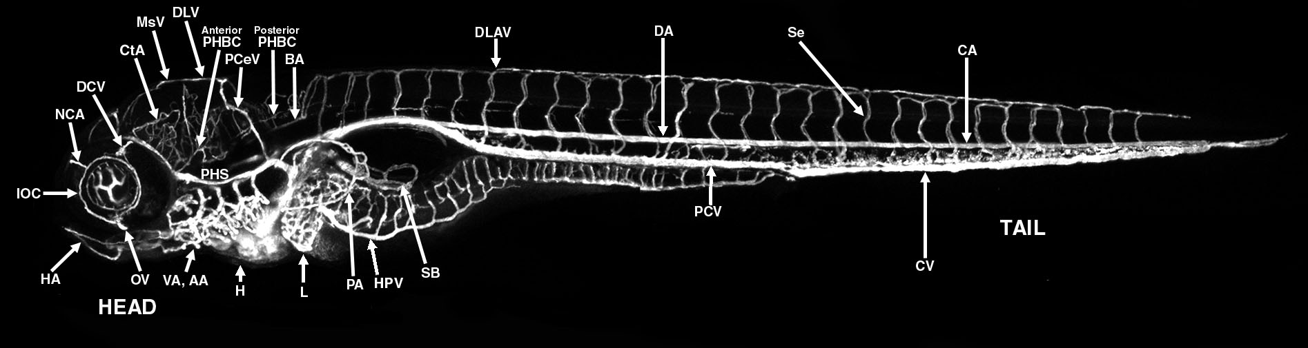 The Interactive Atlas of Zebrafish Vascular Anatomy The Interactive Atlas of Zebrafish Vascular Anatomy